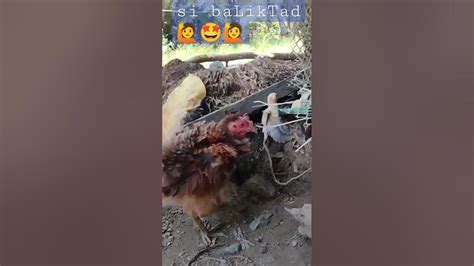 manok na baliktad ang balahibo|PAANO MAGING MAKINTAB ANG BALAHIBO NG ALAGANG MANOK .